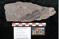 Foto (Objekt + Etikett) von Taeniopteris vittata Brongniart (NHMW-GEO-2024-0188-10485)